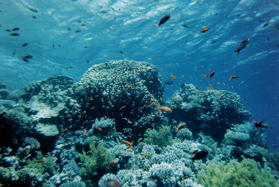 Korallenriff im Ras-Mohammed-Nationalpark