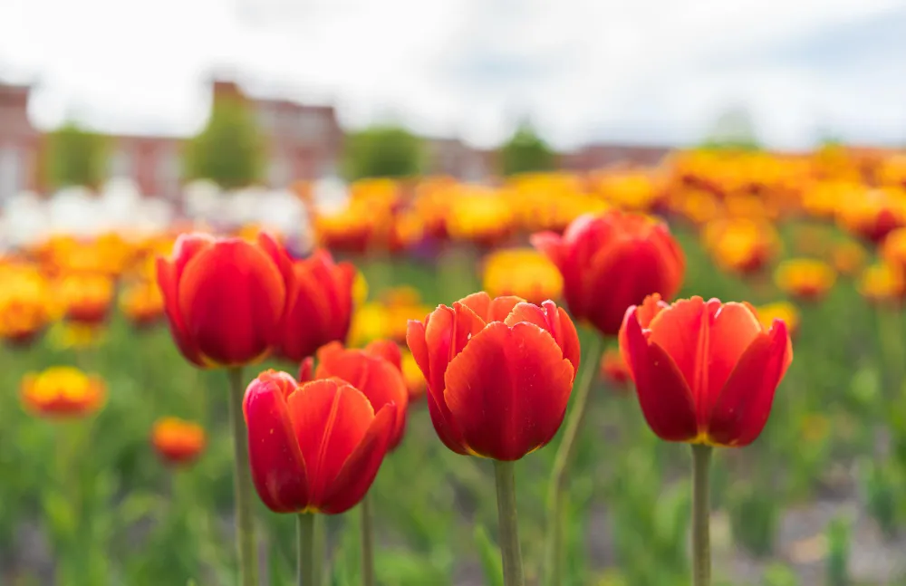 Rote Tulpen während der Tulpenblüte in Holland mit bunten Tulpenfeldern im Hintergrund