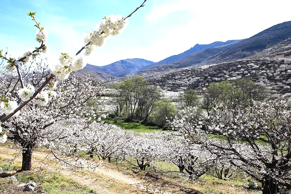 Blühende Kirschbäume im Jerte-Tal in der Extremadura während der Kirschblüte in Spanien im Frühling
